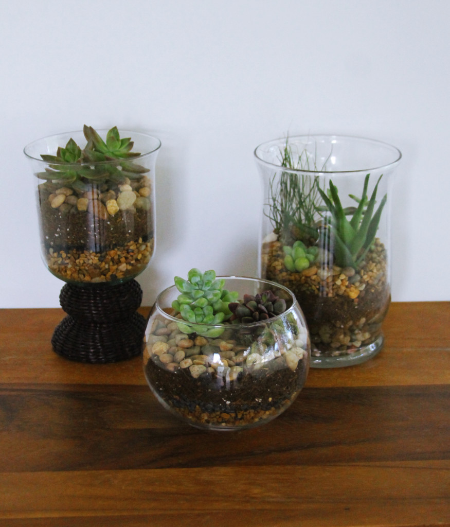 DIY Terrariums