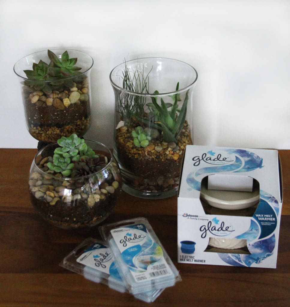 terrarium and Glade DIY