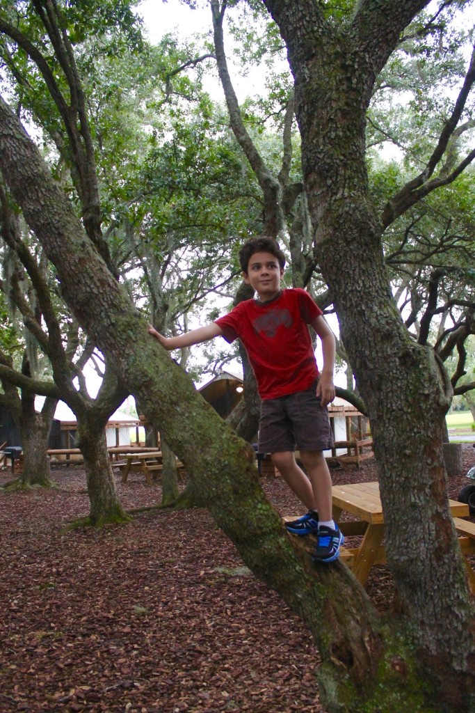 Tree climbing at Westgate River Ranch. 