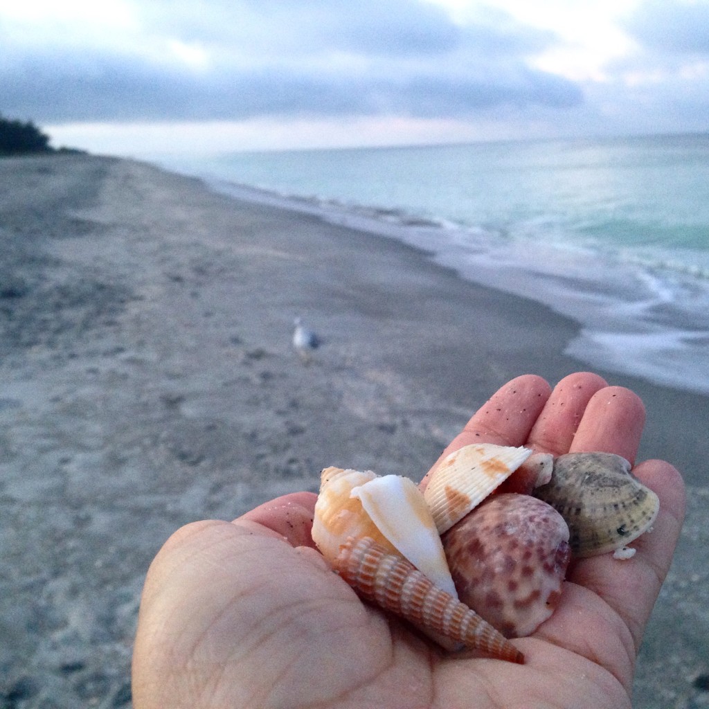 Hand holding shells in Sanibel Island at South Seas Island Resort