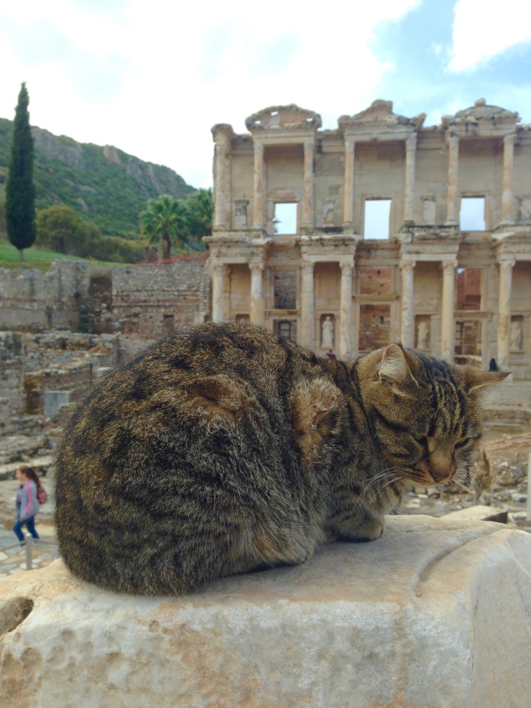 cat at Ephesus ruins, the cats of Turkey