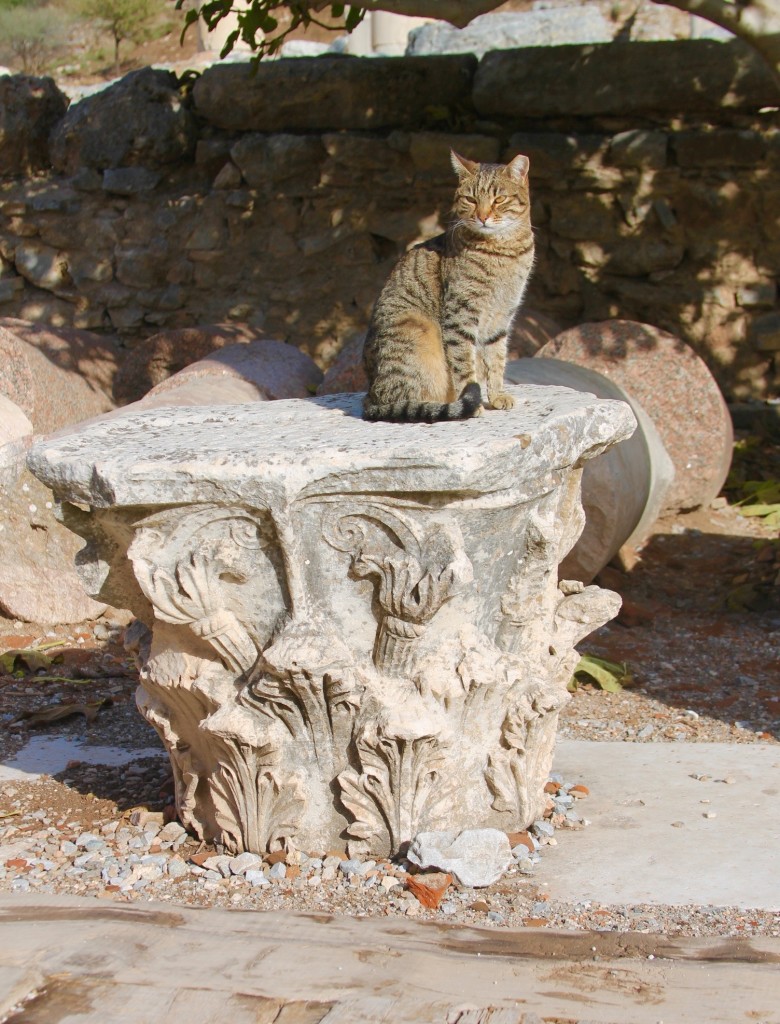 cat at Ephesus ruins, the cats of Turkey