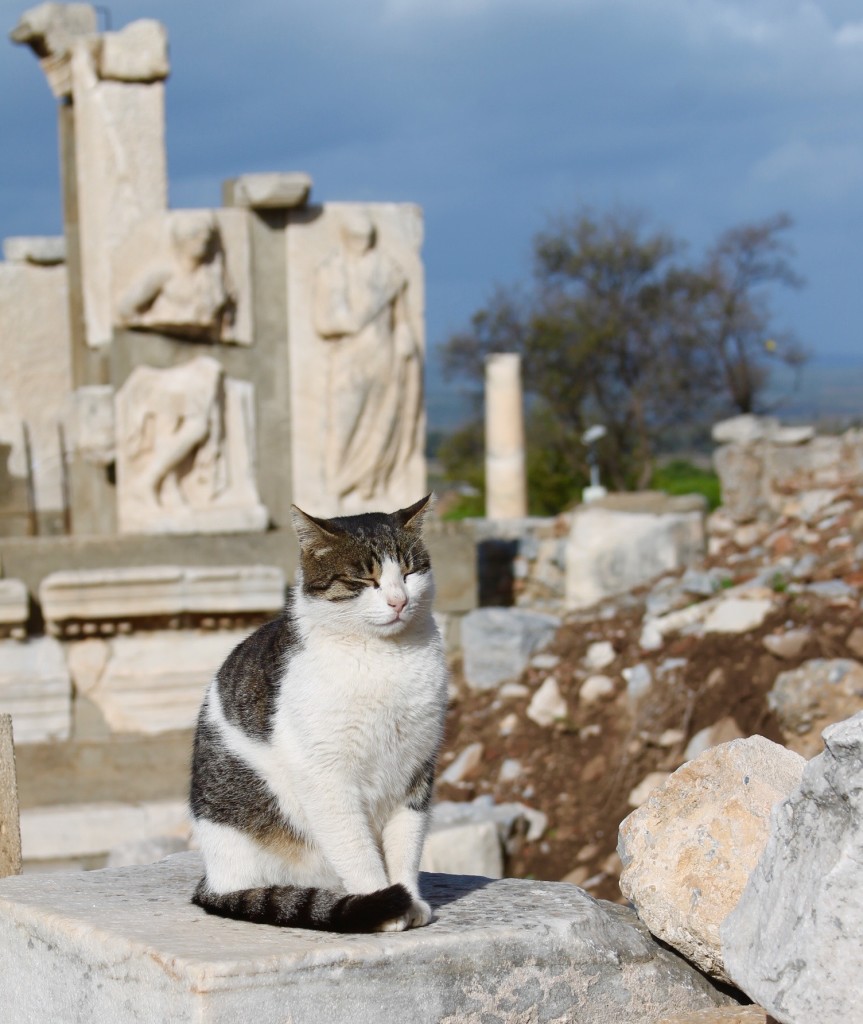 cat at Ephesus ruins, the cats of Turkey