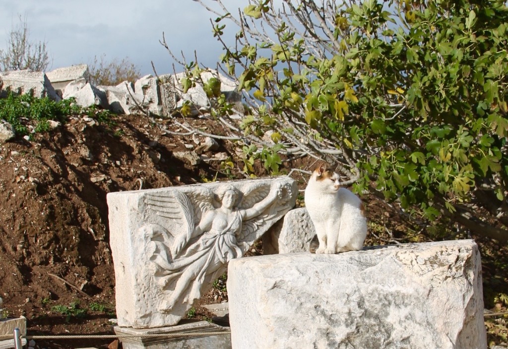 cat at Ephesus ruins, the cats of Turkey