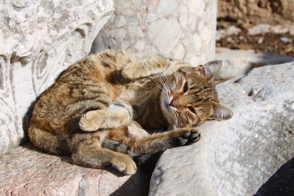 cat at Ephesus ruins, the cats of Turkey