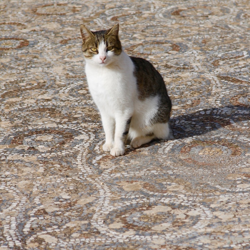 cat at Ephesus ruins, the cats of Turkey