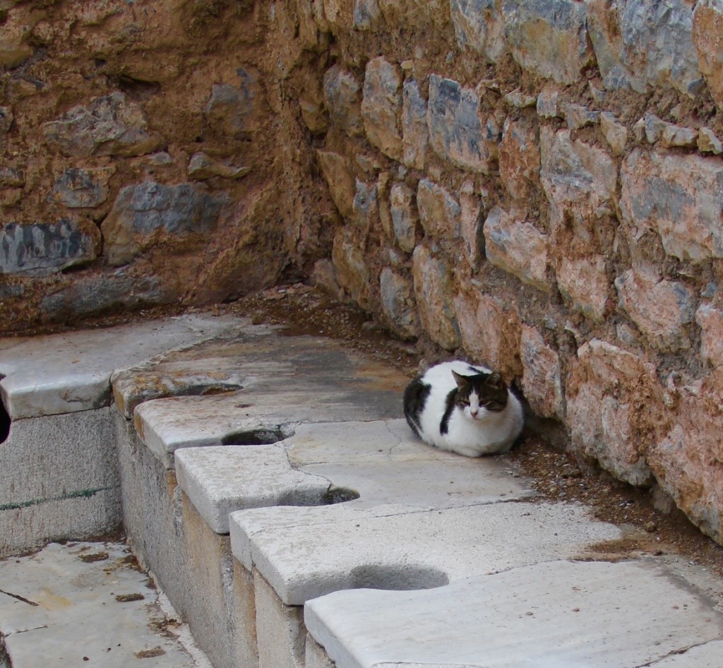 cat at Ephesus ruins, the cats of Turkey