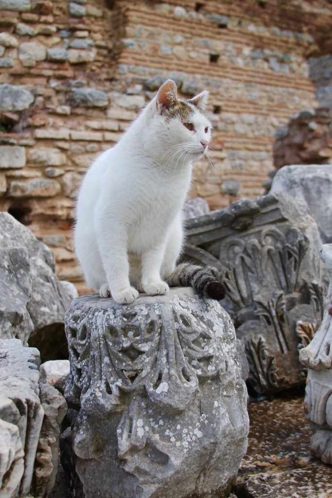 cat in Ephesus ruins, the cats of Turkey