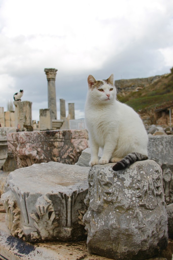 cats in Ephesus Turkey