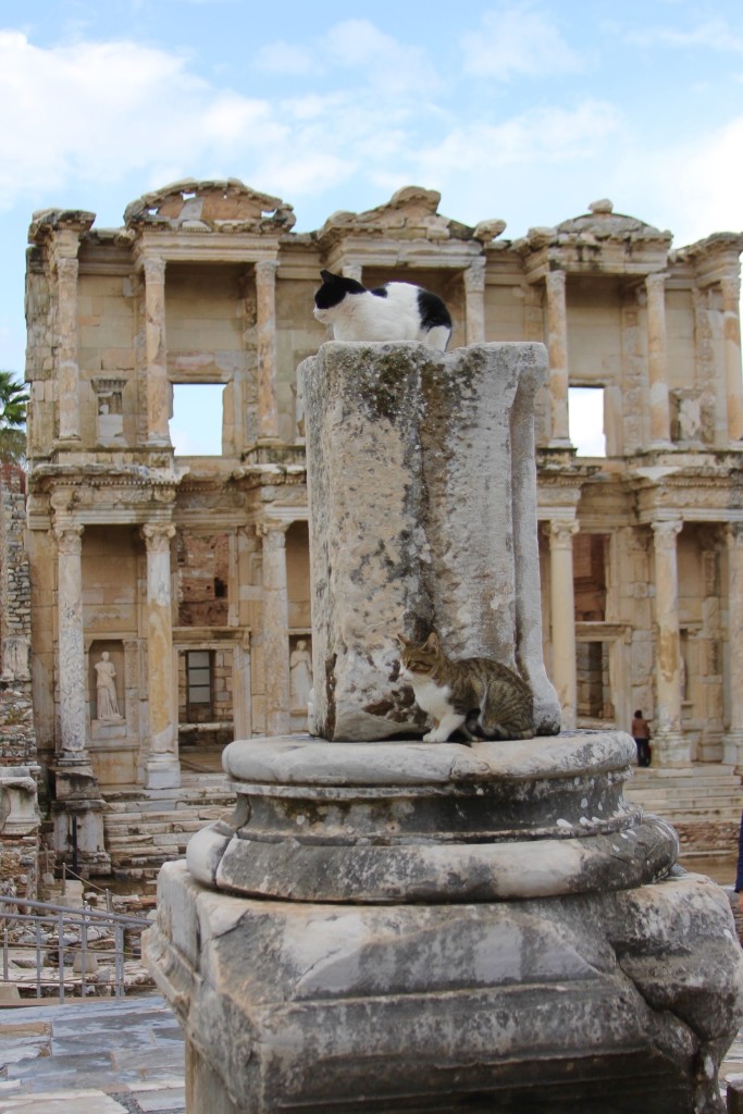 cat at Ephesus ruins, the cats of Turkey