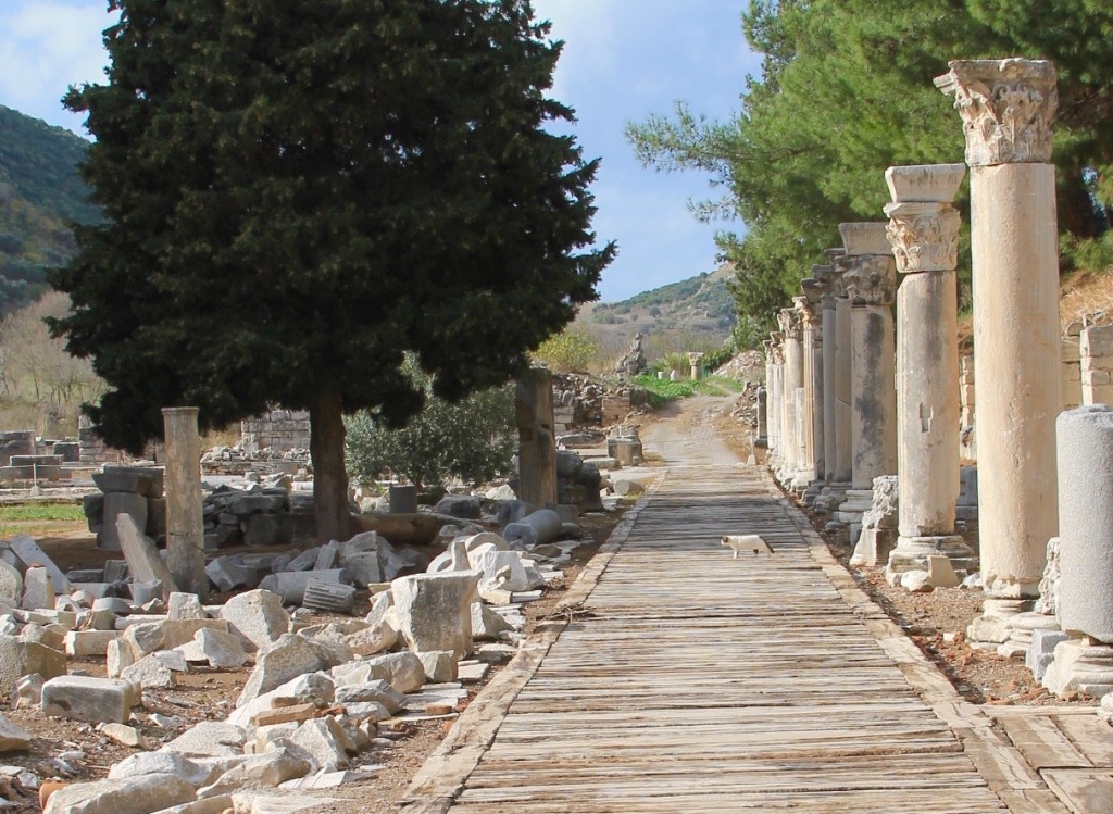 cat at Ephesus ruins, the cats of Turkey