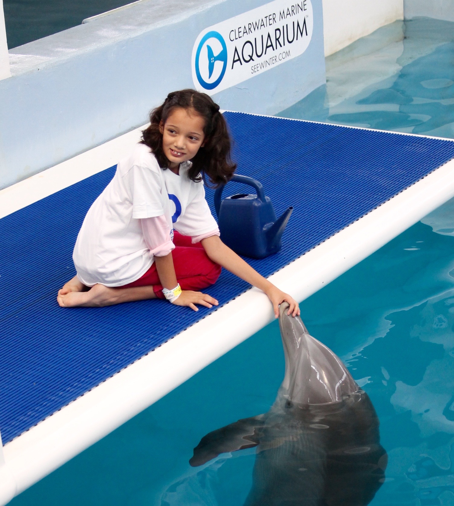 5 Reasons To Visit The Clearwater Marine Aquarium With Your Kids