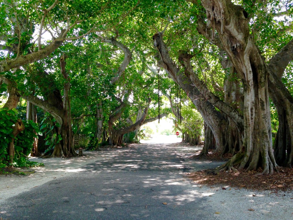 Banyan street in Gasparilla Florida