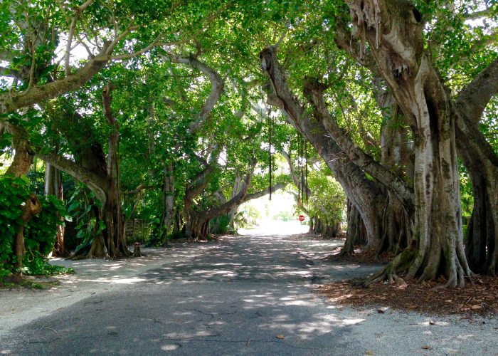 Banyan street in Gasparilla Florida