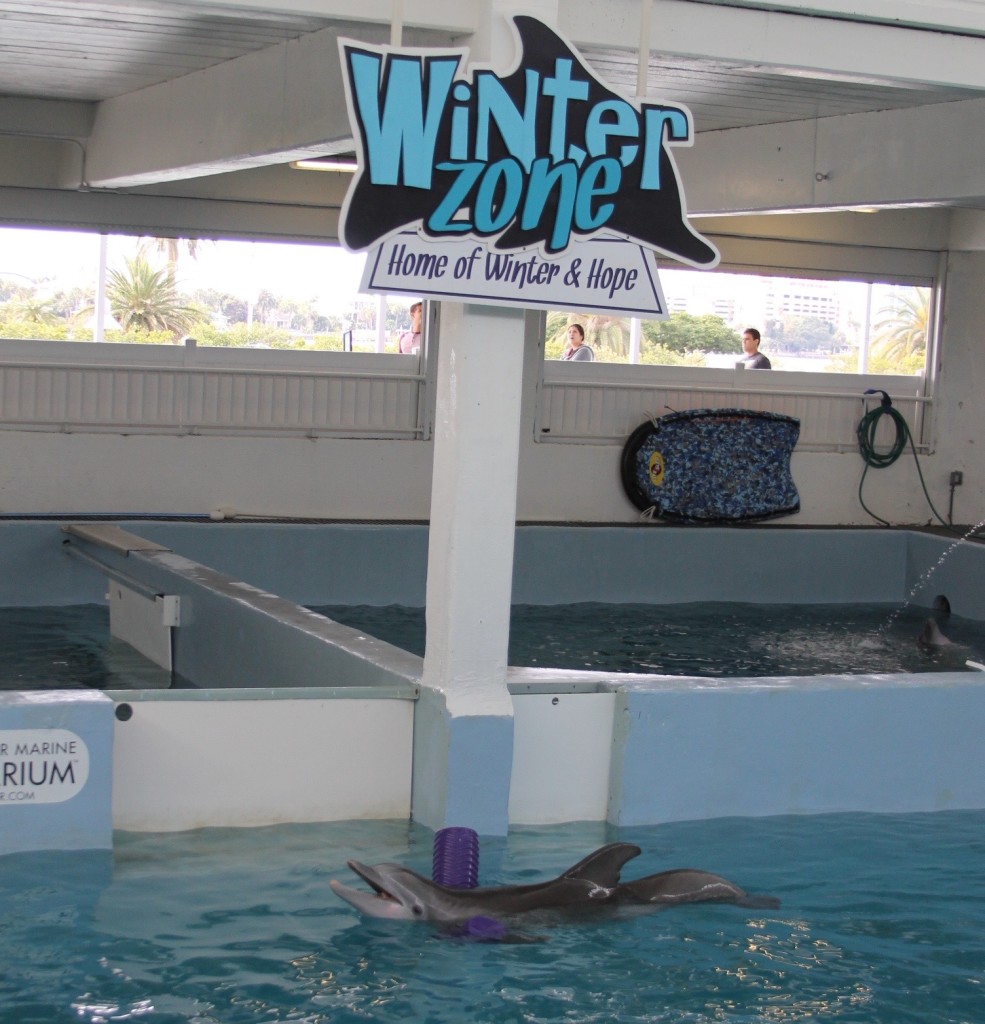 Clearwater Aquarium Winter the dolphin