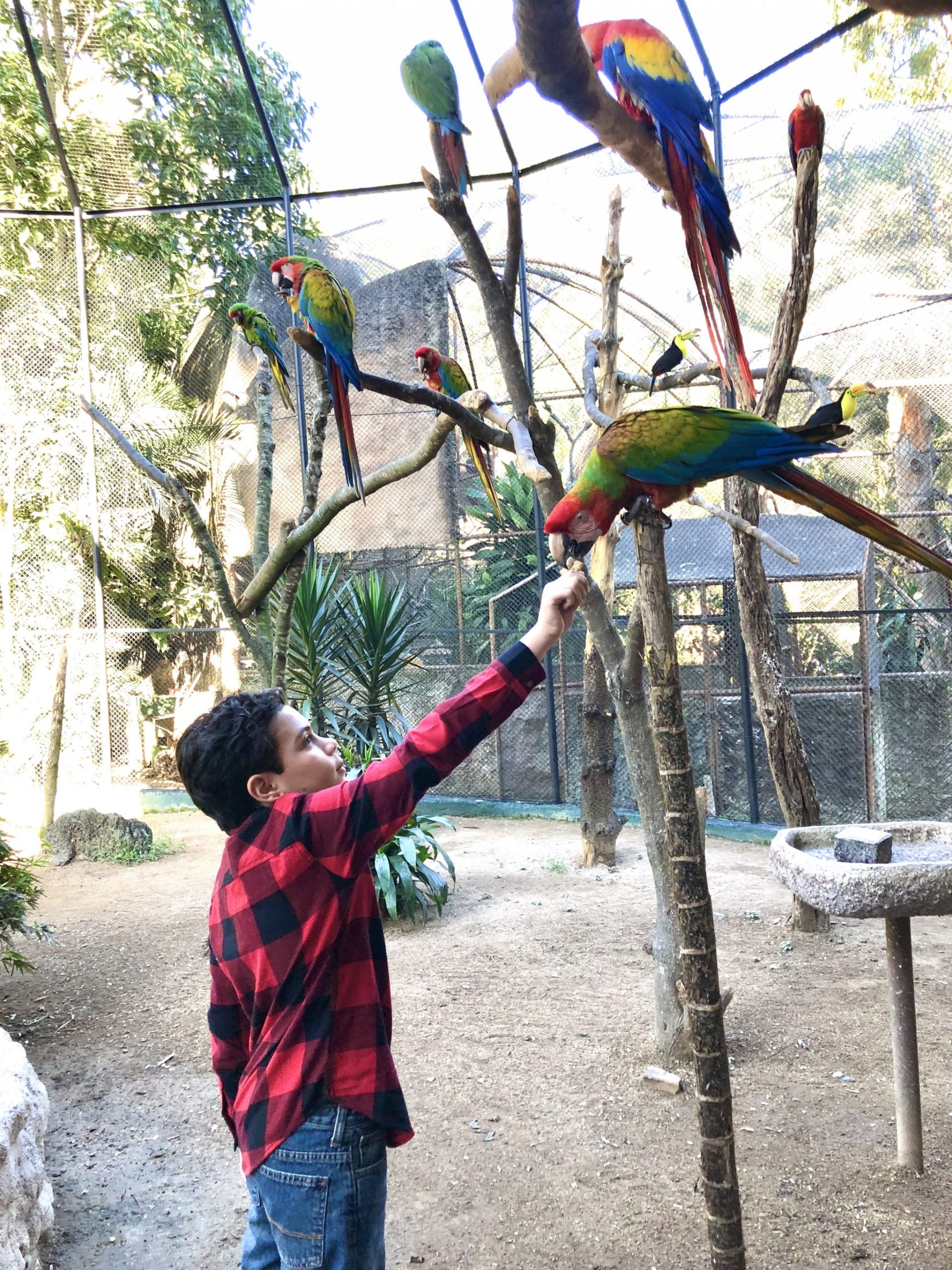 Feeding the macaws at La Aurora Zoo