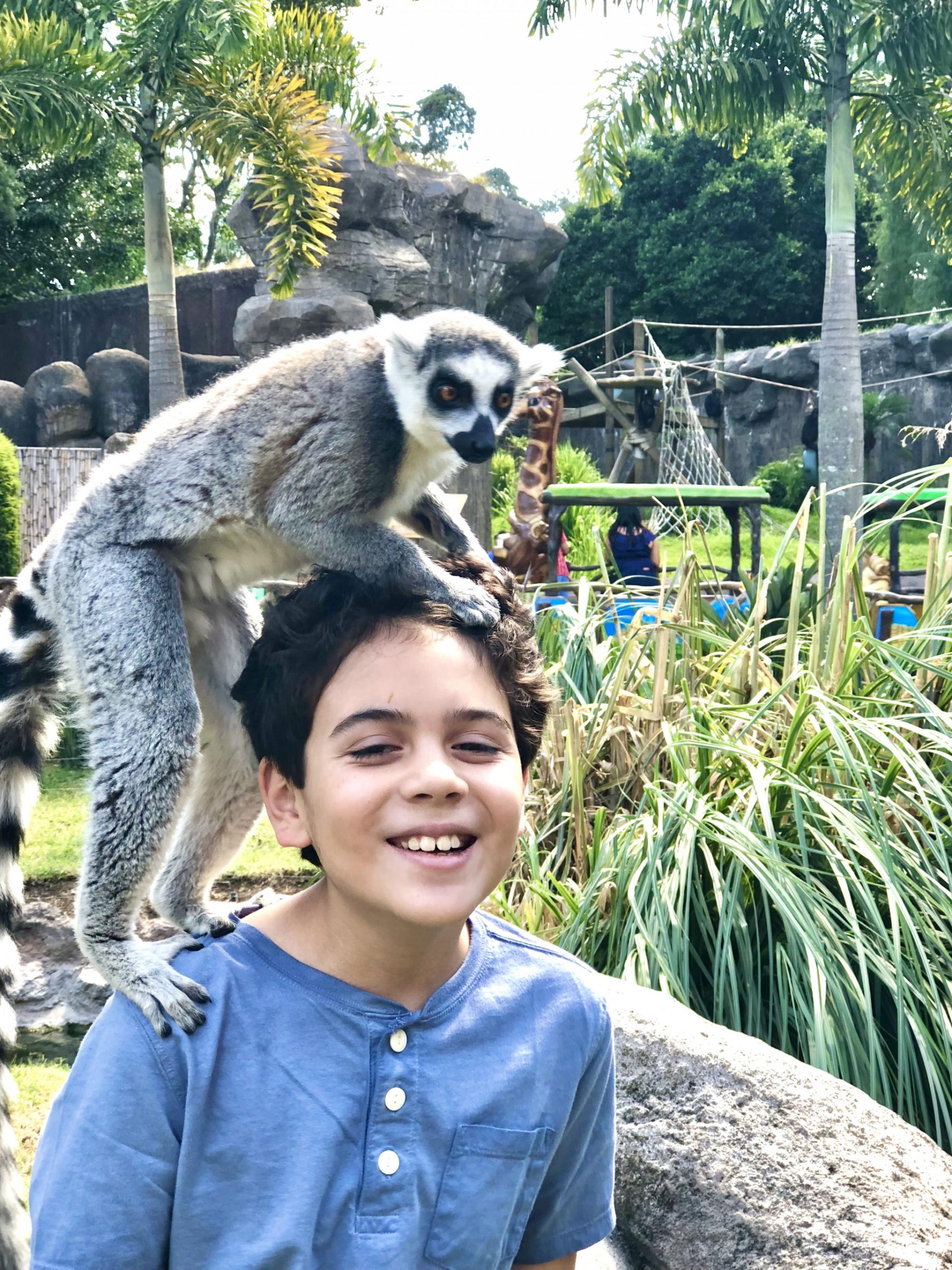 Zoo La Aurora feeding the lemurs, Guatemala City