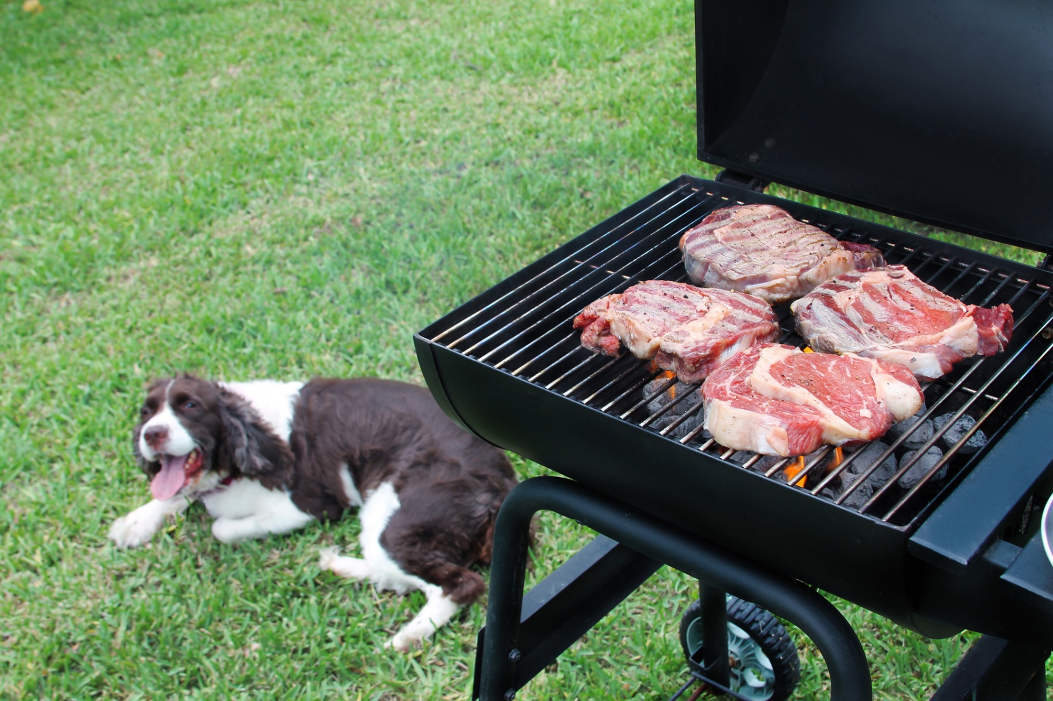 grilling steaks with dog in the background