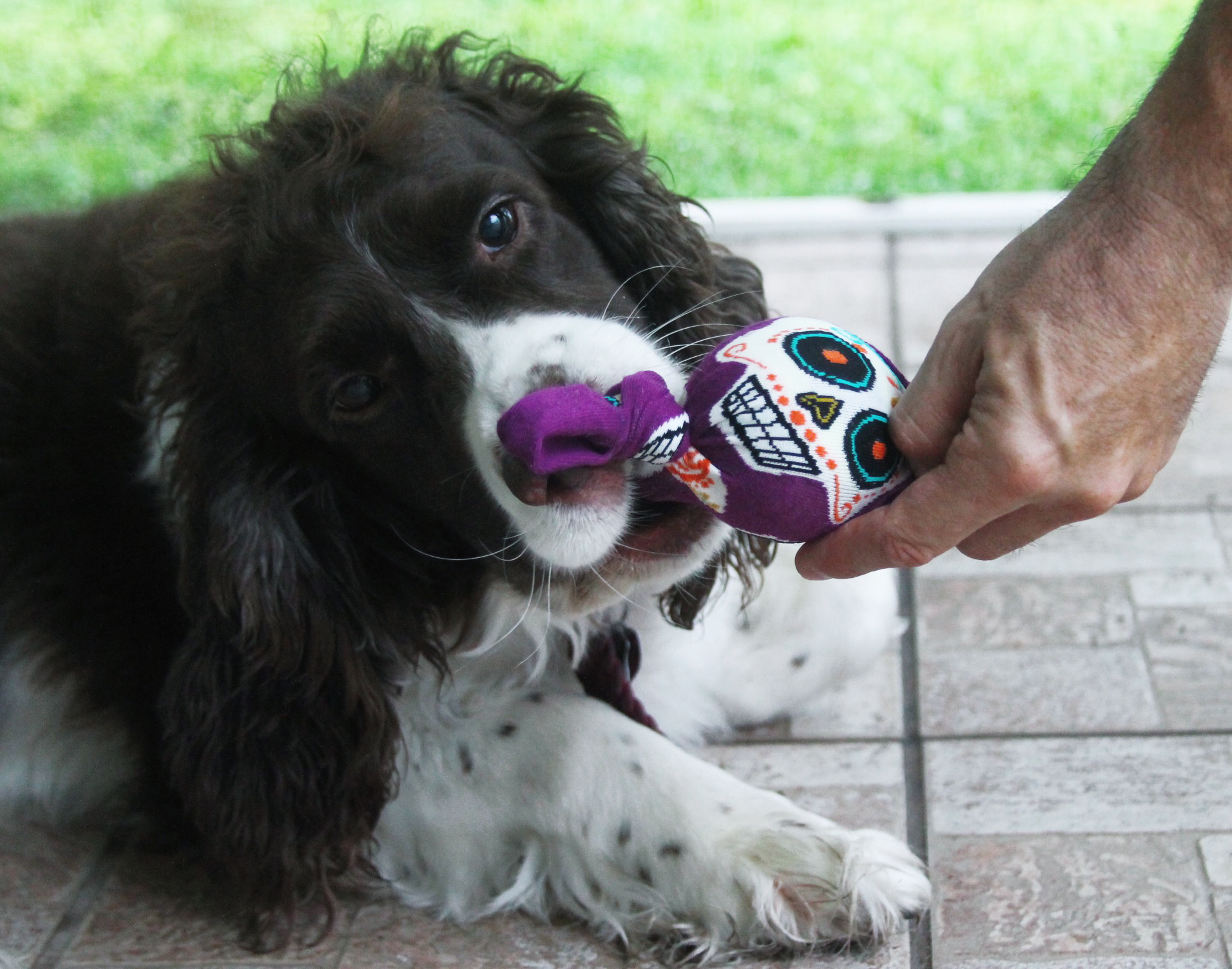 DIY Day of the Dead dog toy