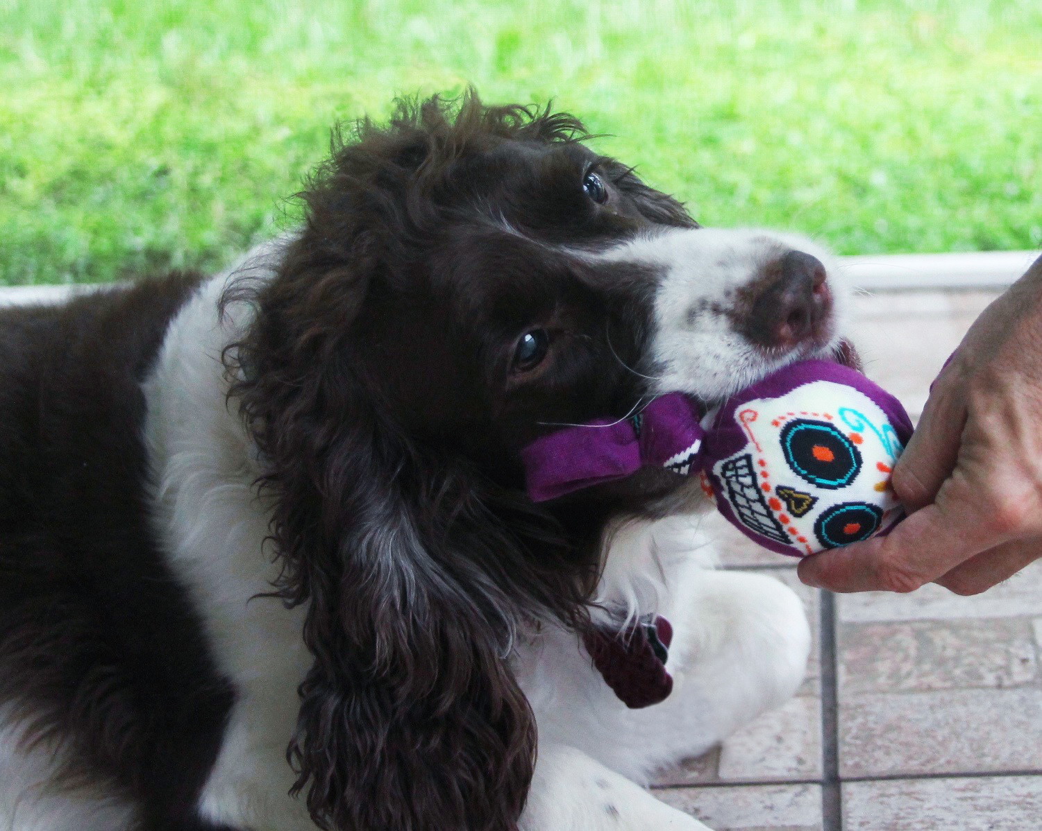 DIY Day of the Dead dog toy