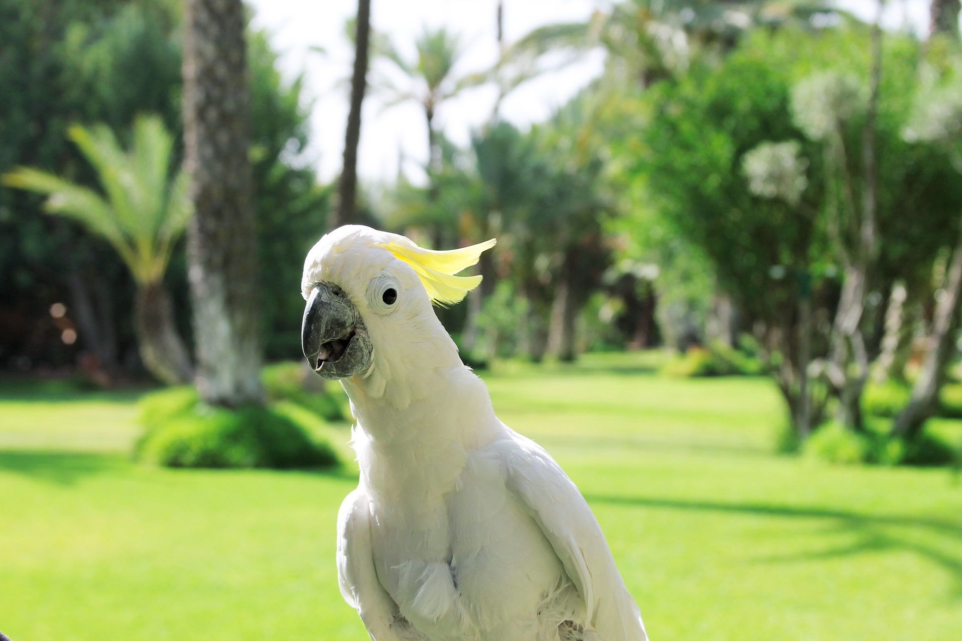 Cockatoo at Dar Ayniwen