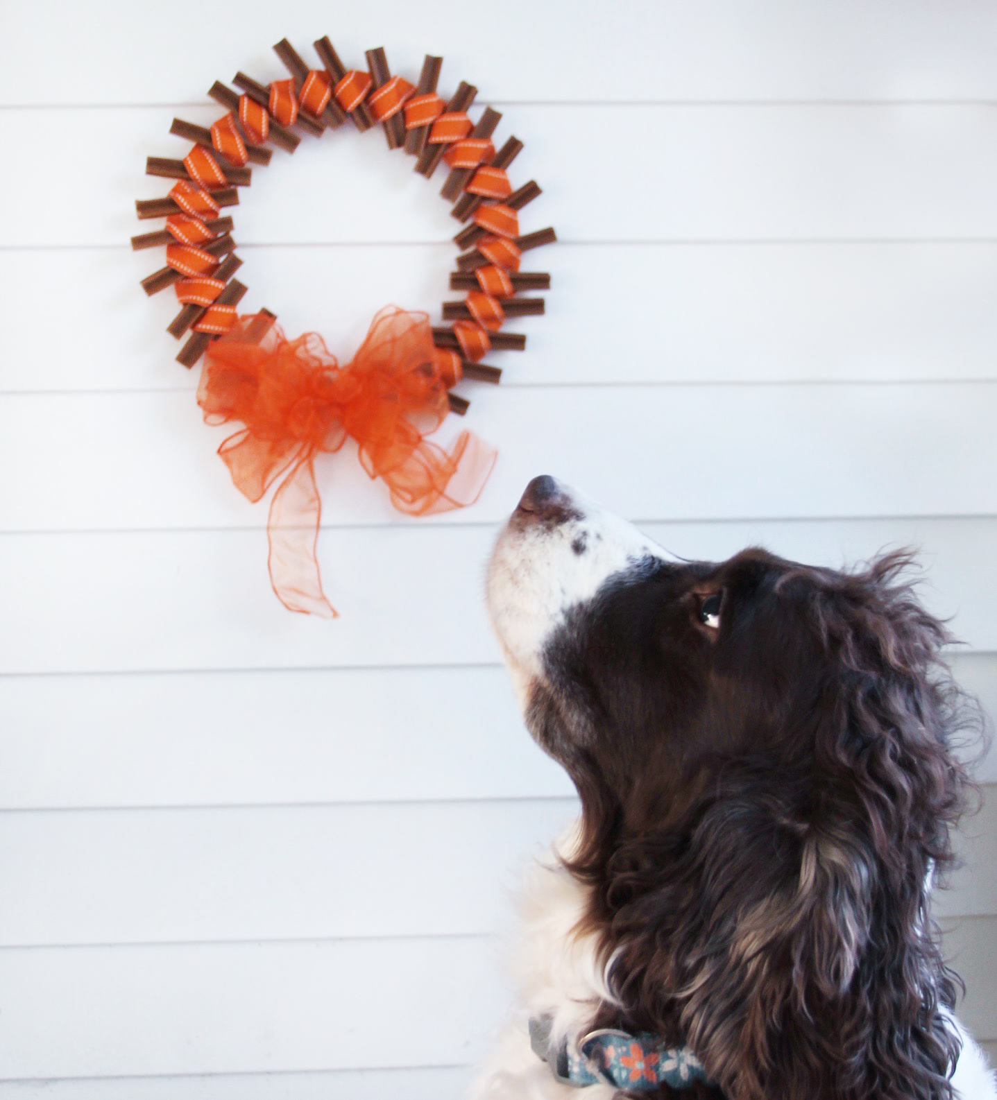 Thanksgiving dog treat wreath