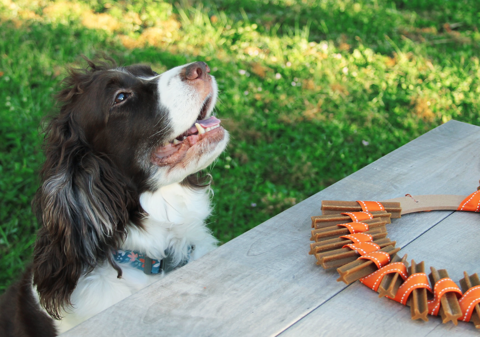 Thanksgiving dog treat wreath