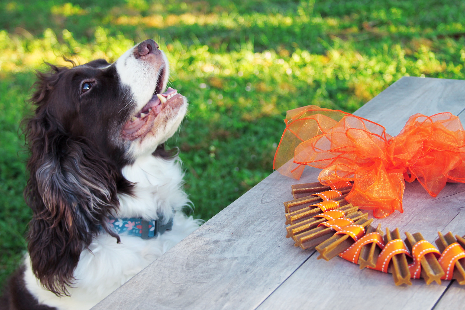 Thanksgiving dog treat wreath