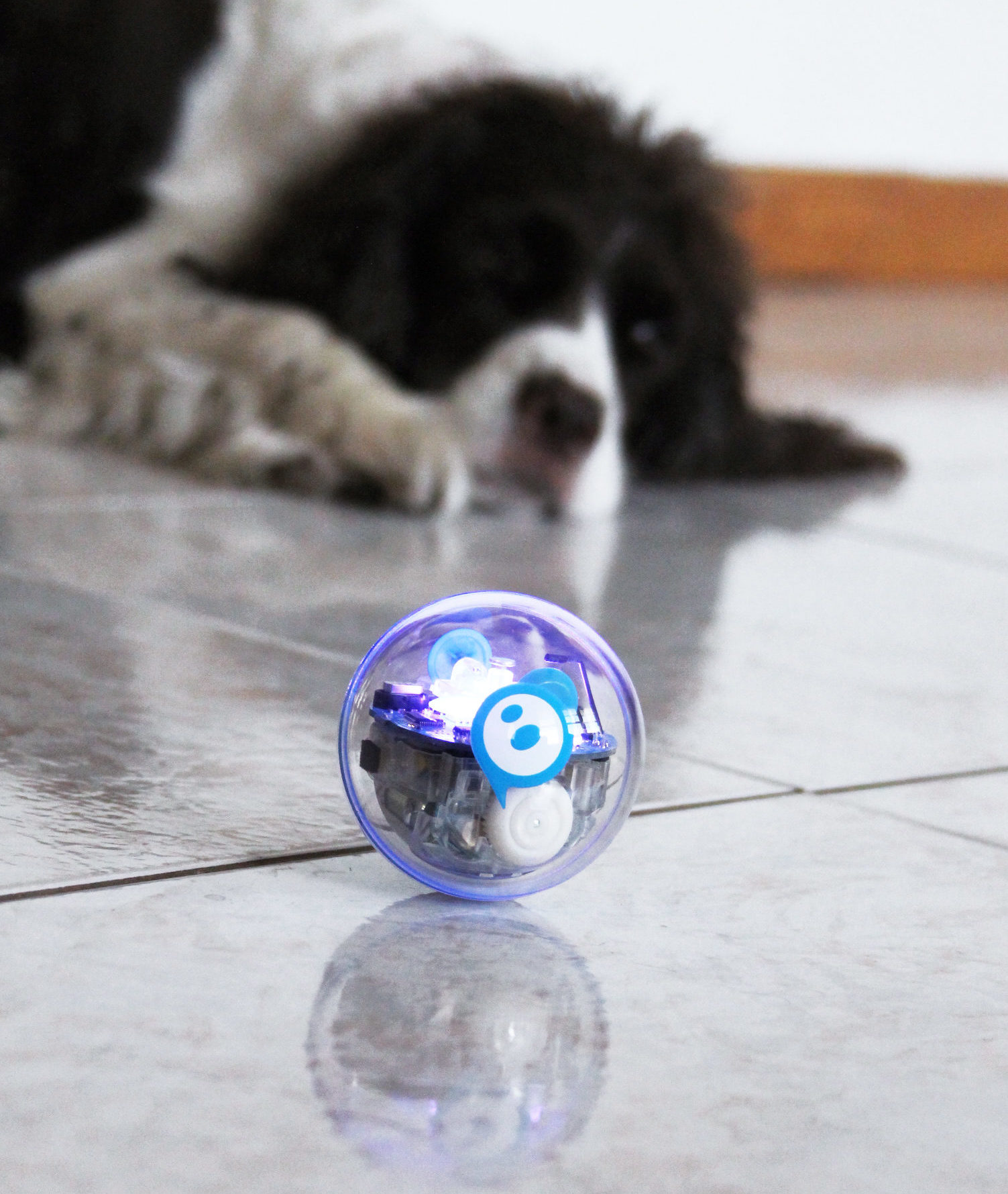 Sphero store mini dog