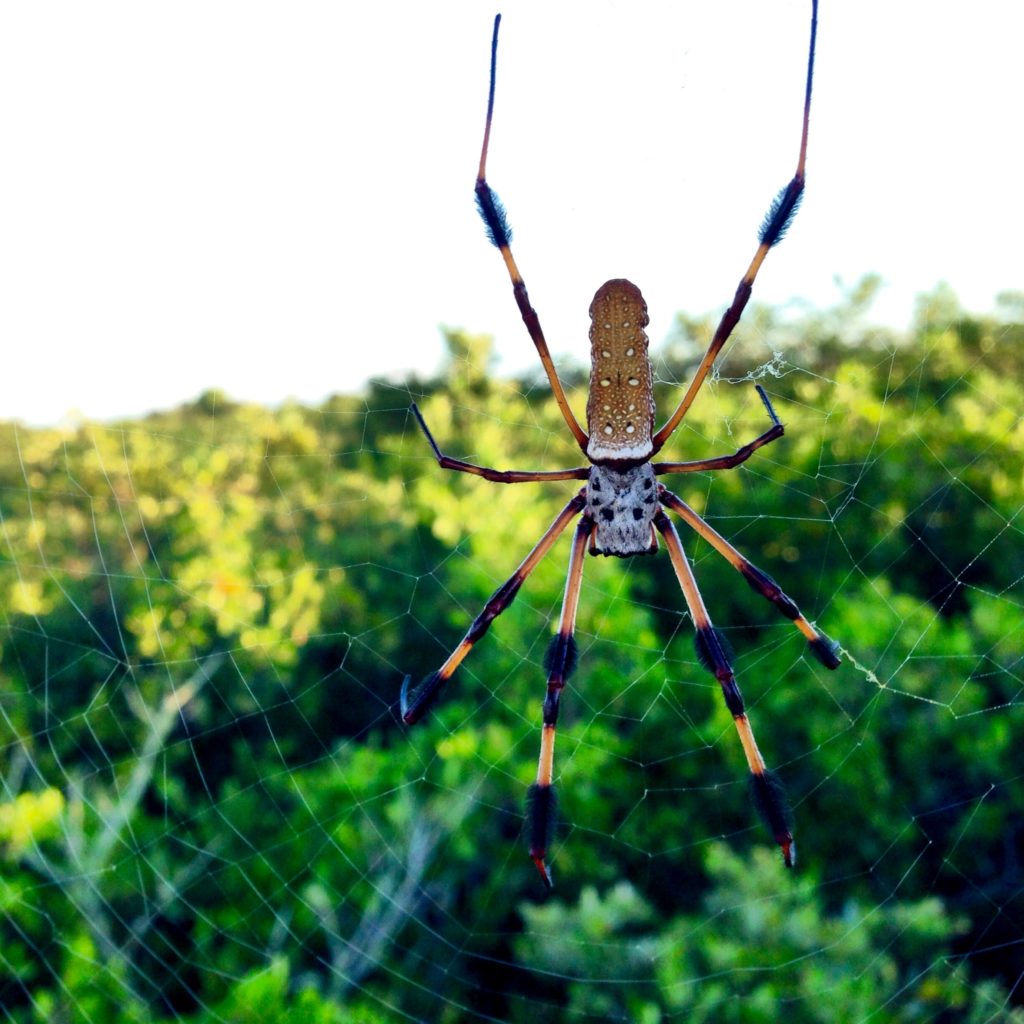 banana spider