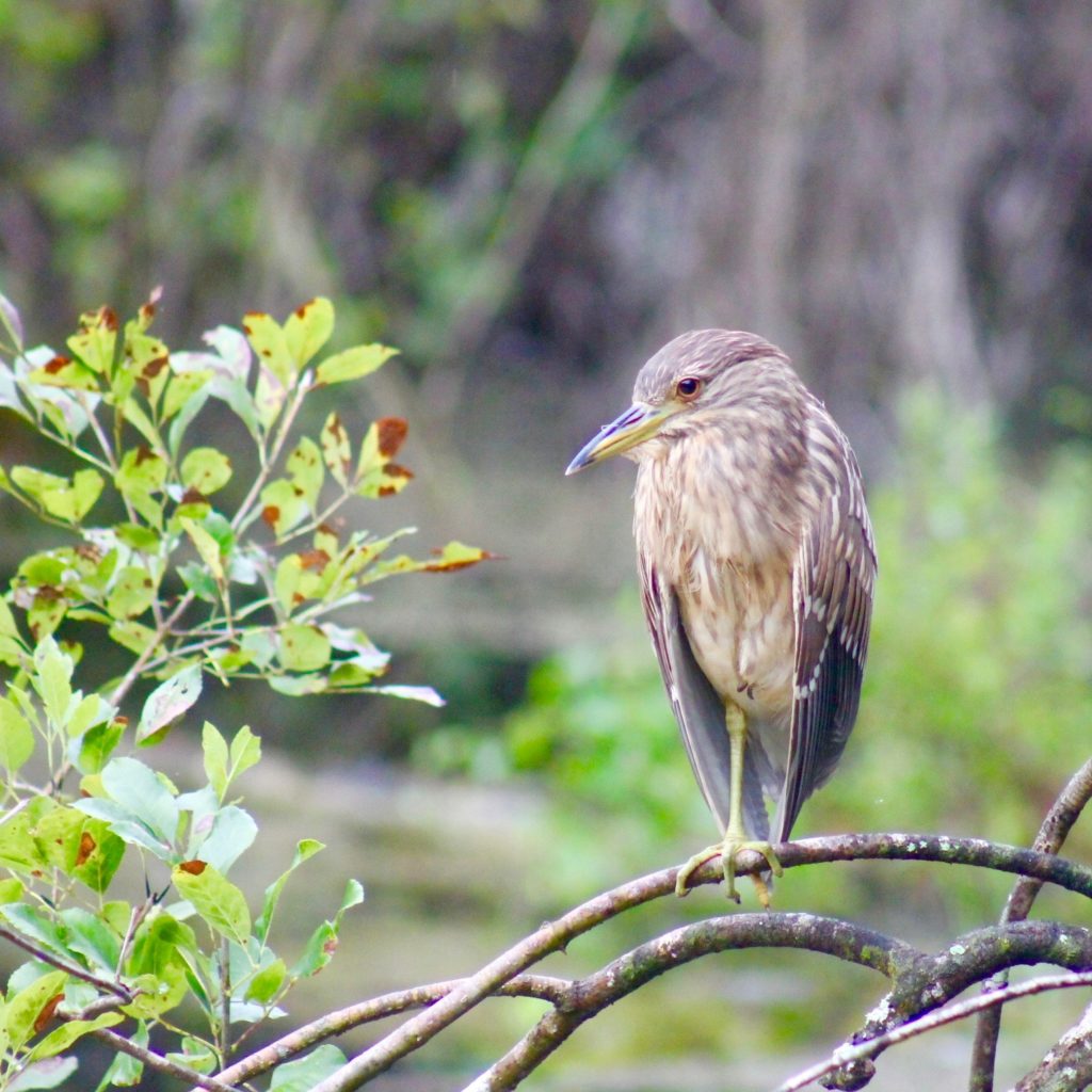 bird watching