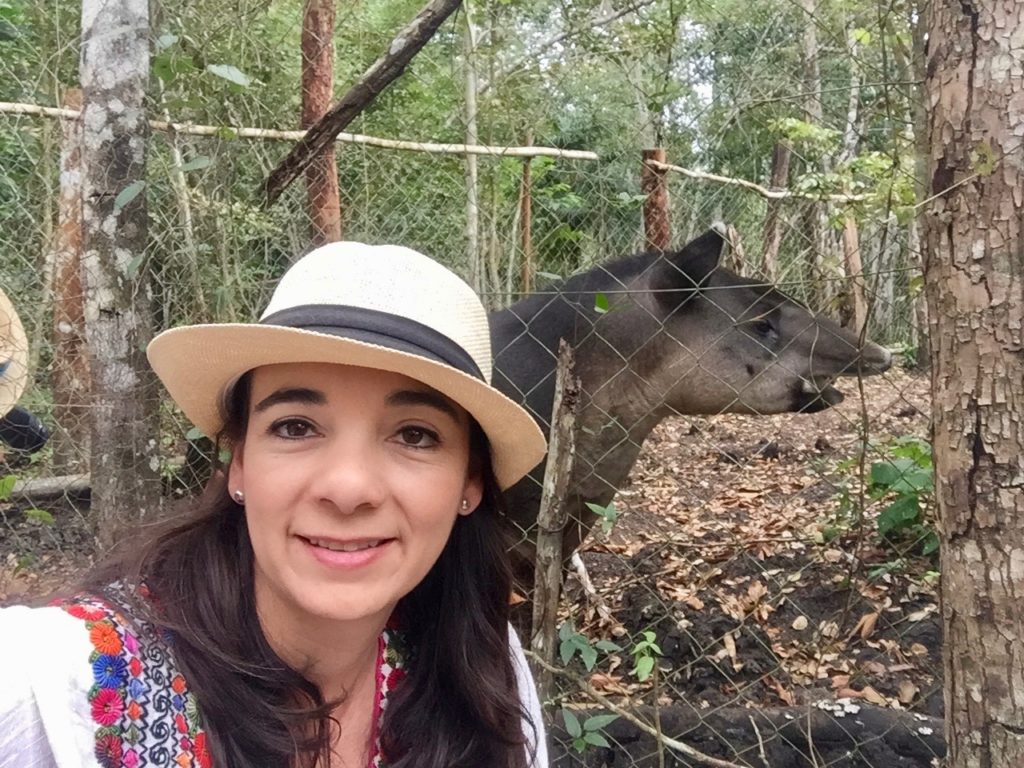 Rescued Tapir now calls Las Lagunas hotel home. 