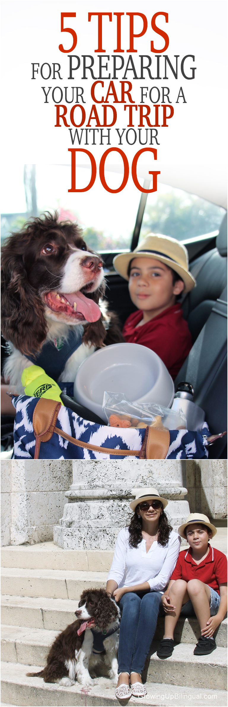 5 Tips For Preparing Your Car For A Road Trip With Your Dog