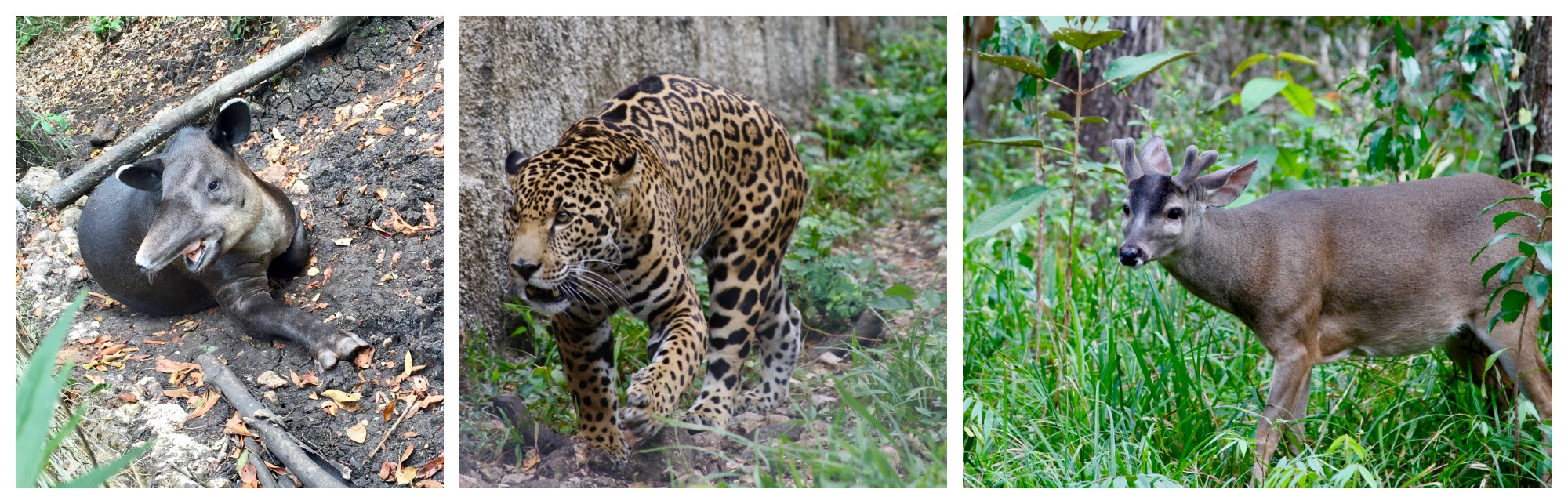 Animals at Las Lagunas hotel's natural reserve