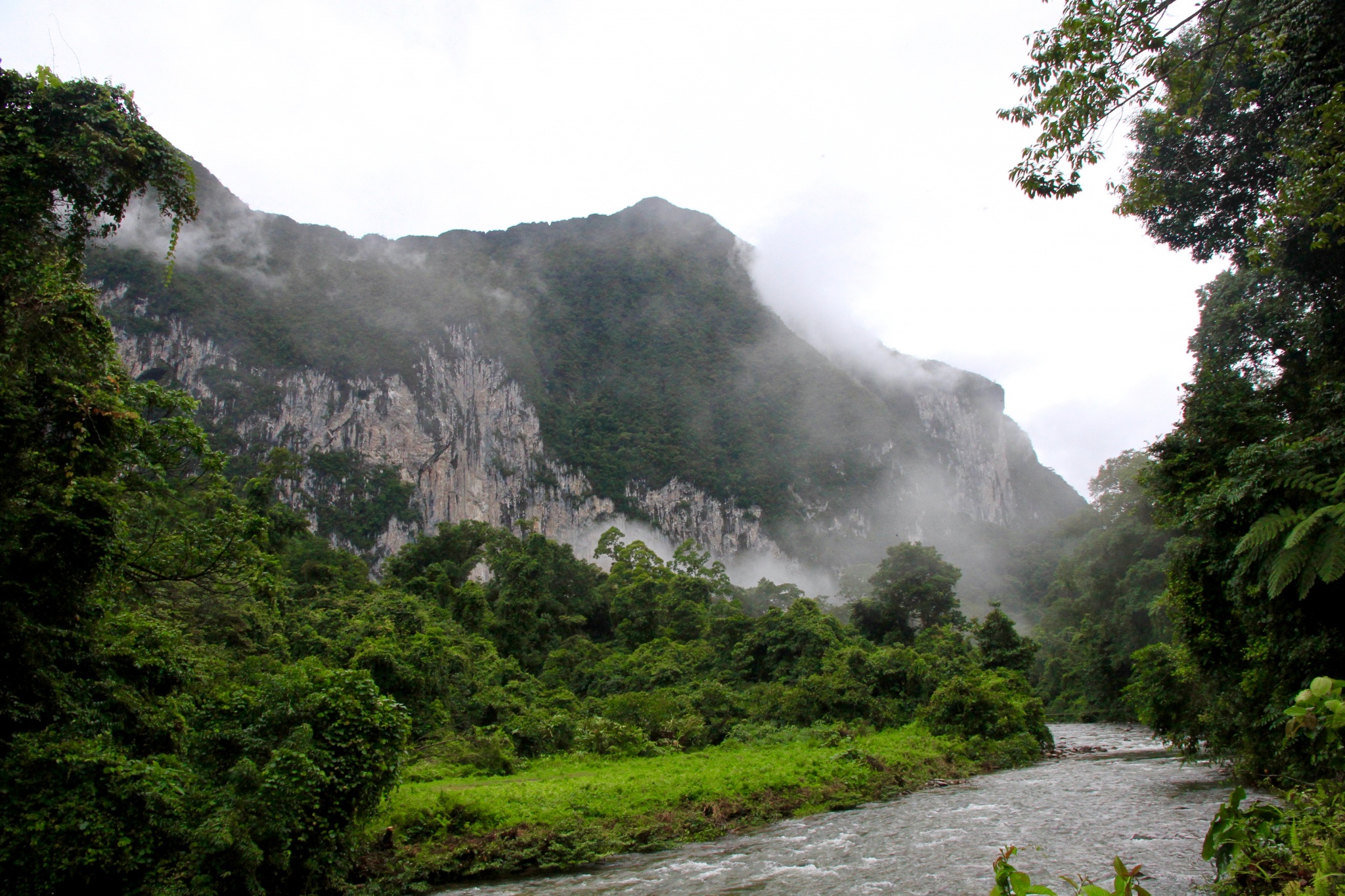 Malaysia jungles