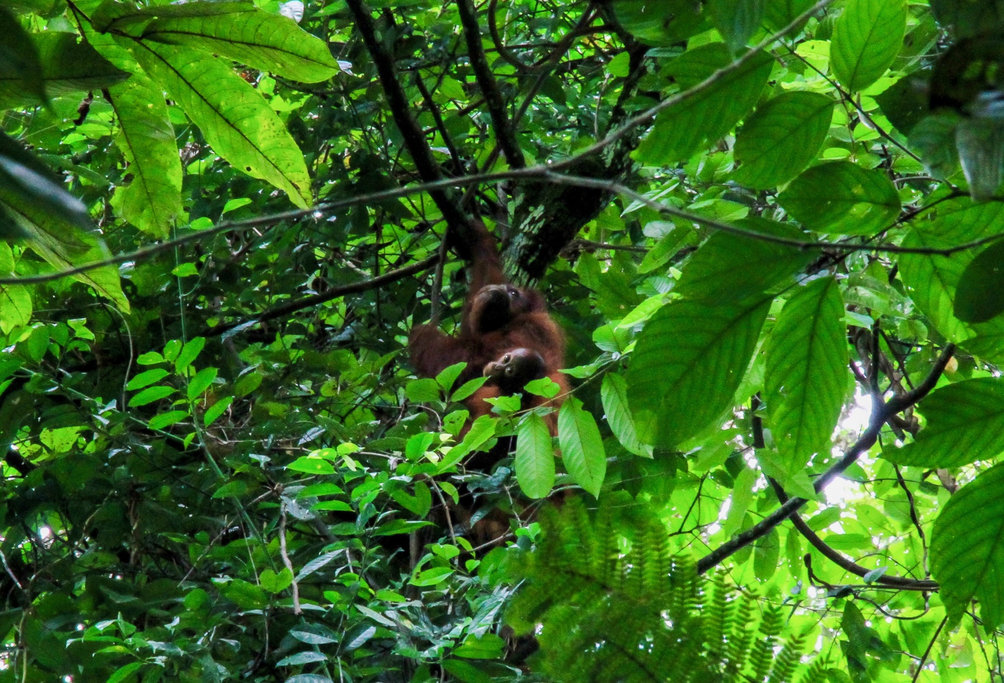 Malaysia orangutans