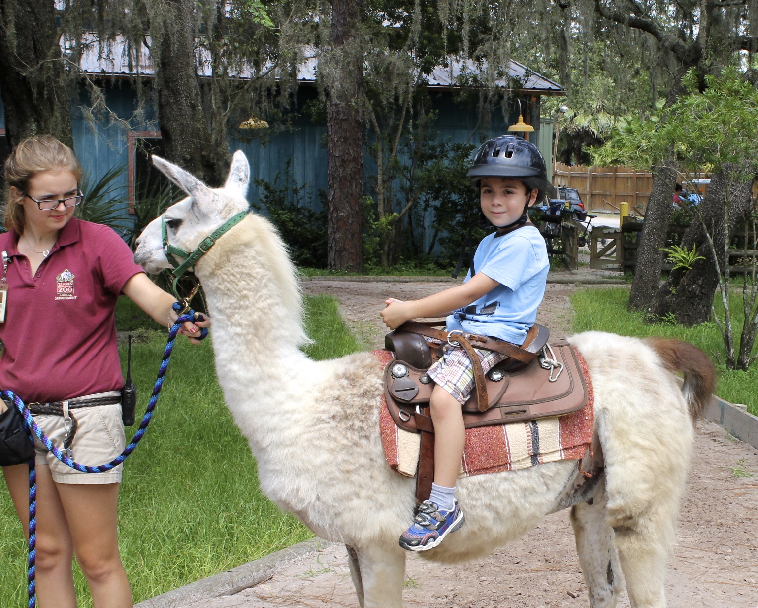 riding a llama at the Lowry Park Zoo Tampa