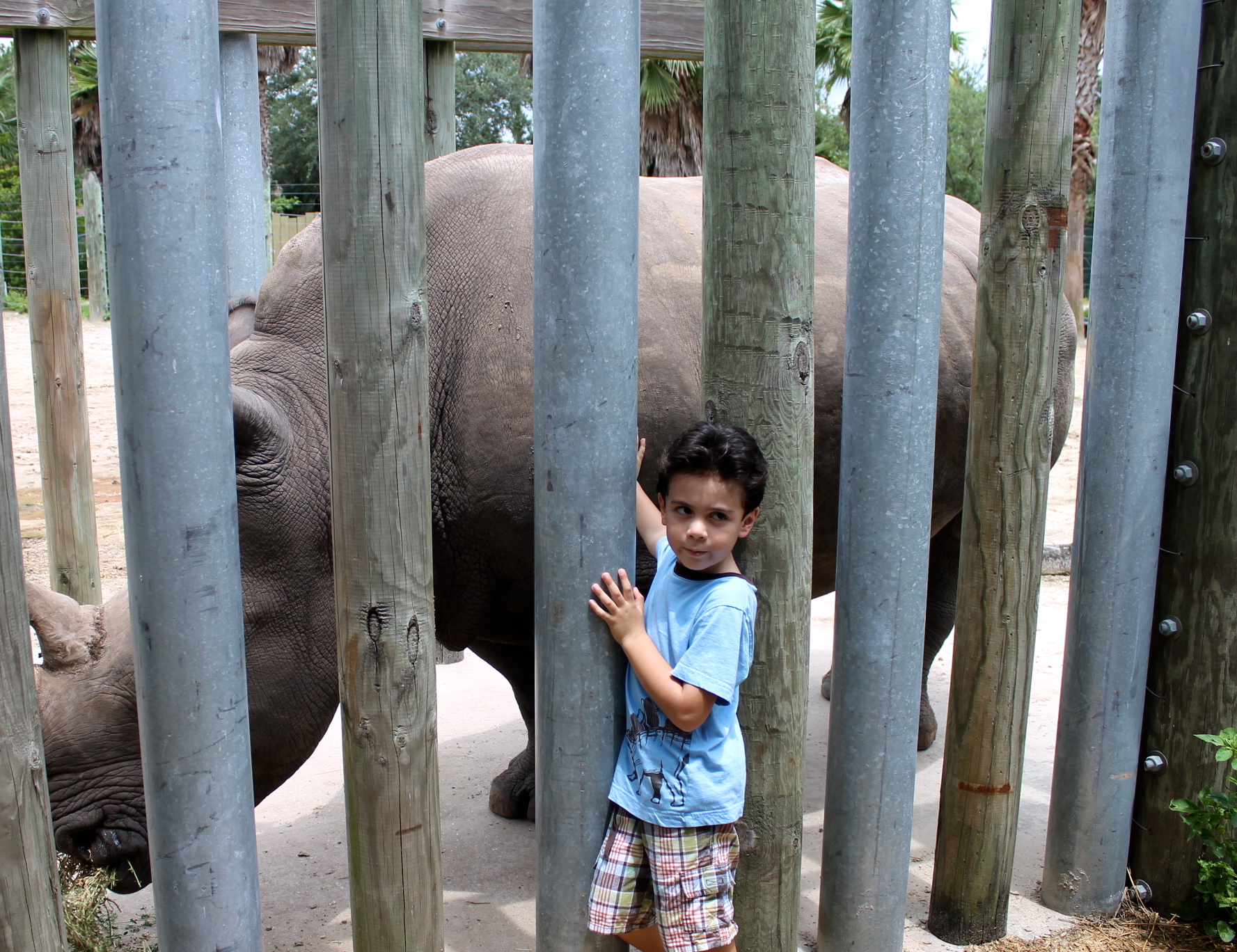 petting white rhino at the Lowry Park Zoo Tampa