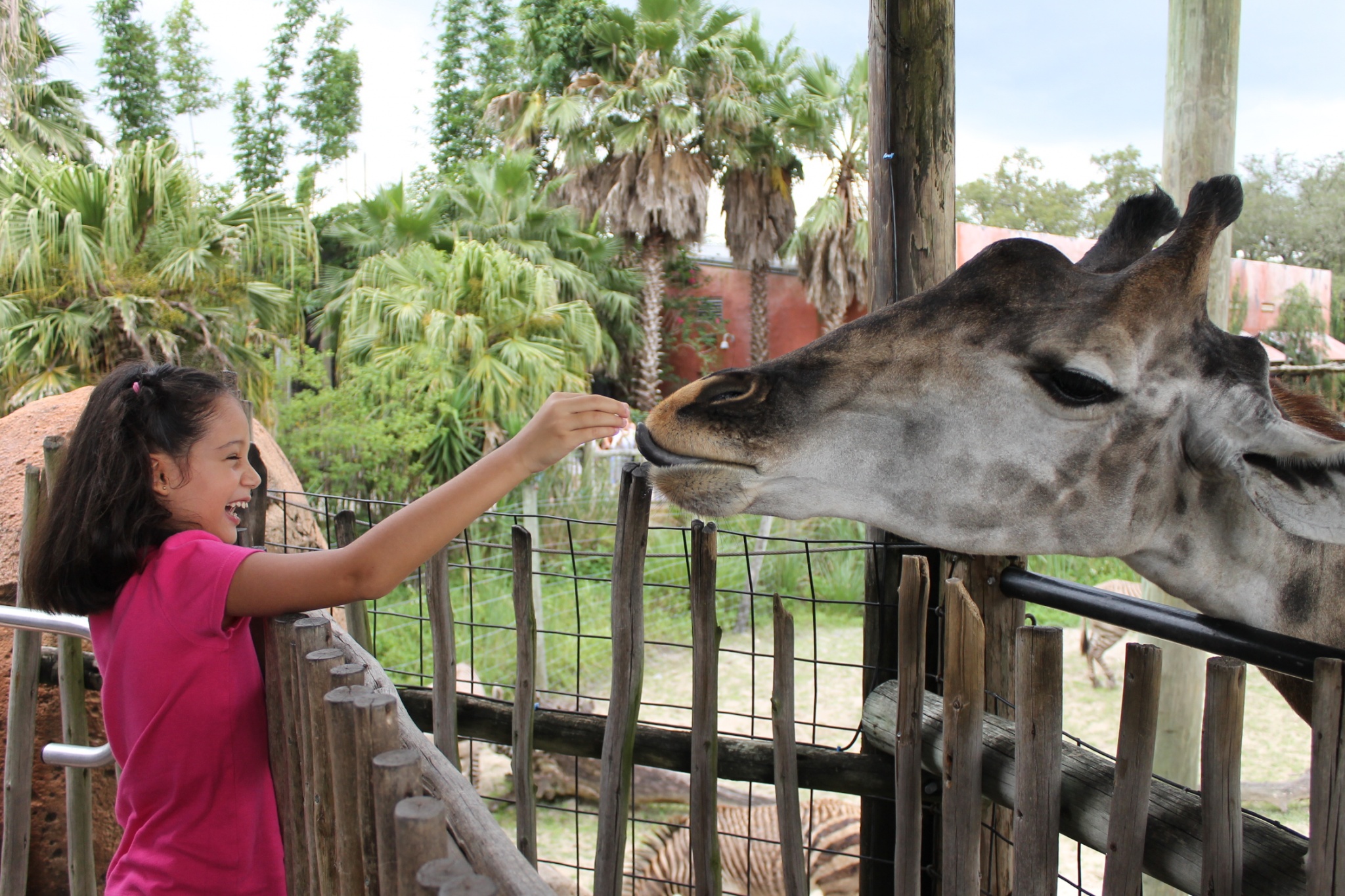Up Close And Personal With The Animals At Tampa's Lowry Park Zoo