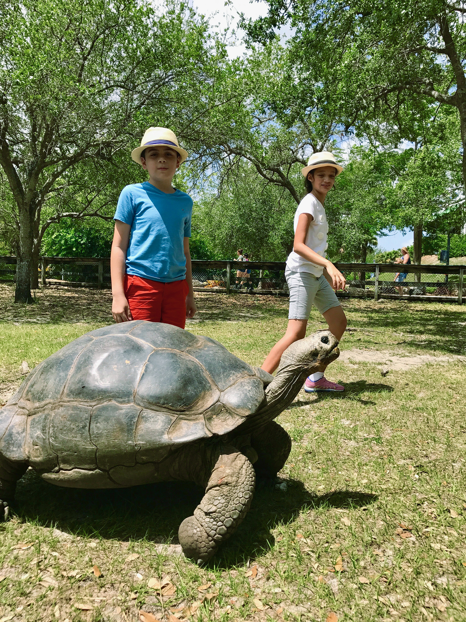 Zoo Miami tortoise feeding