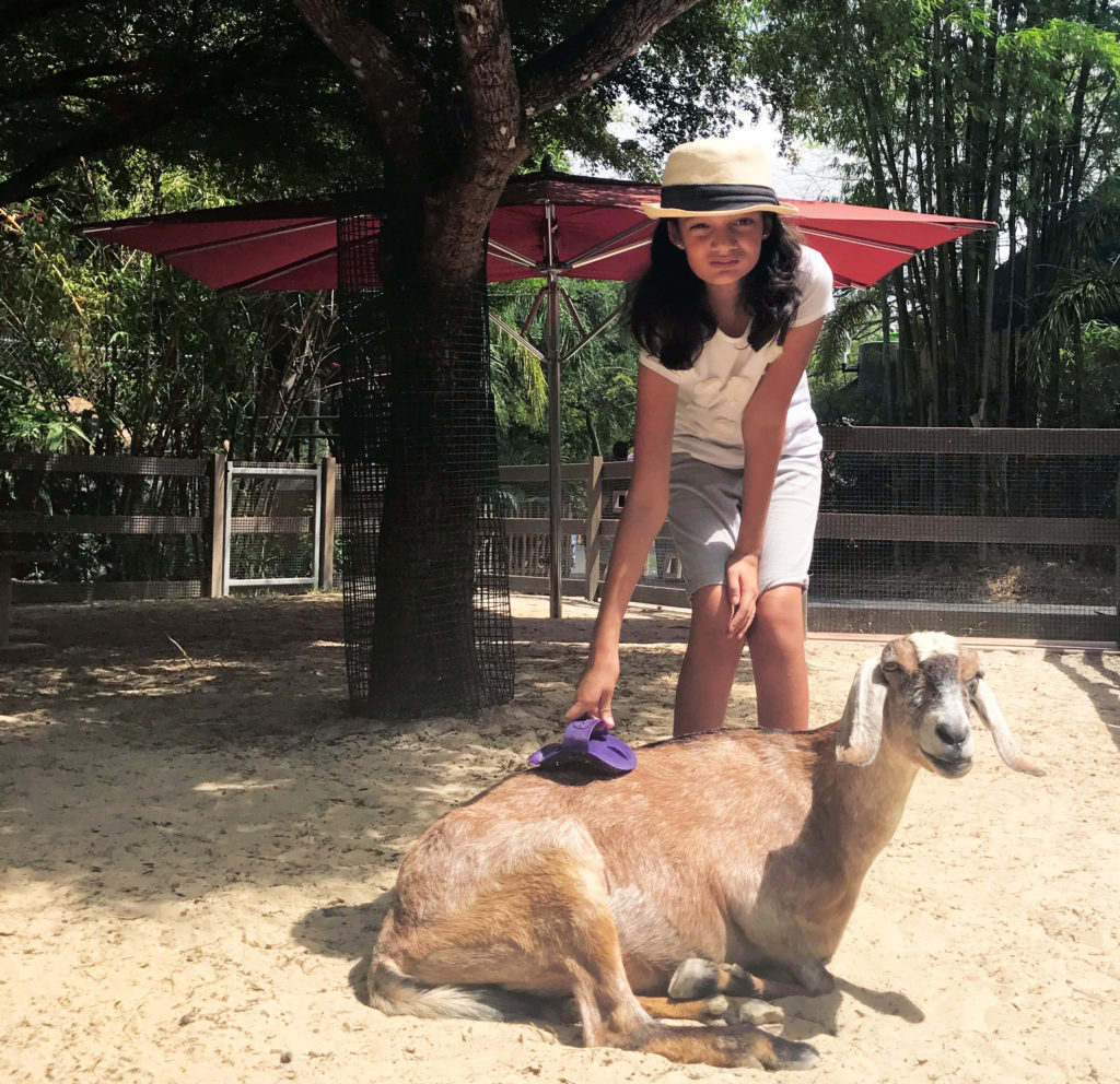 Why Visiting Zoo Miami Is A Must For Families!