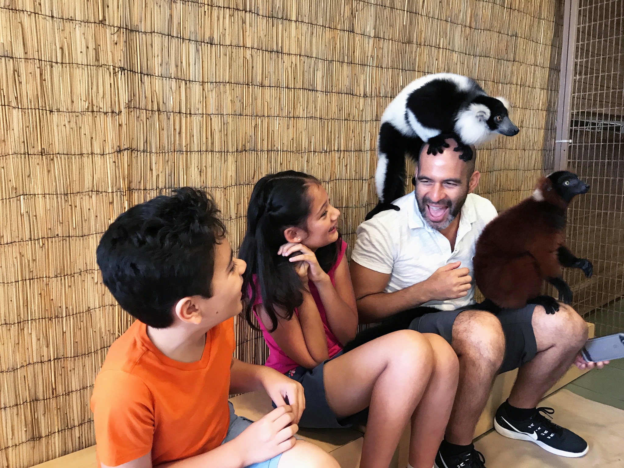 lemur interaction at Jungle Island