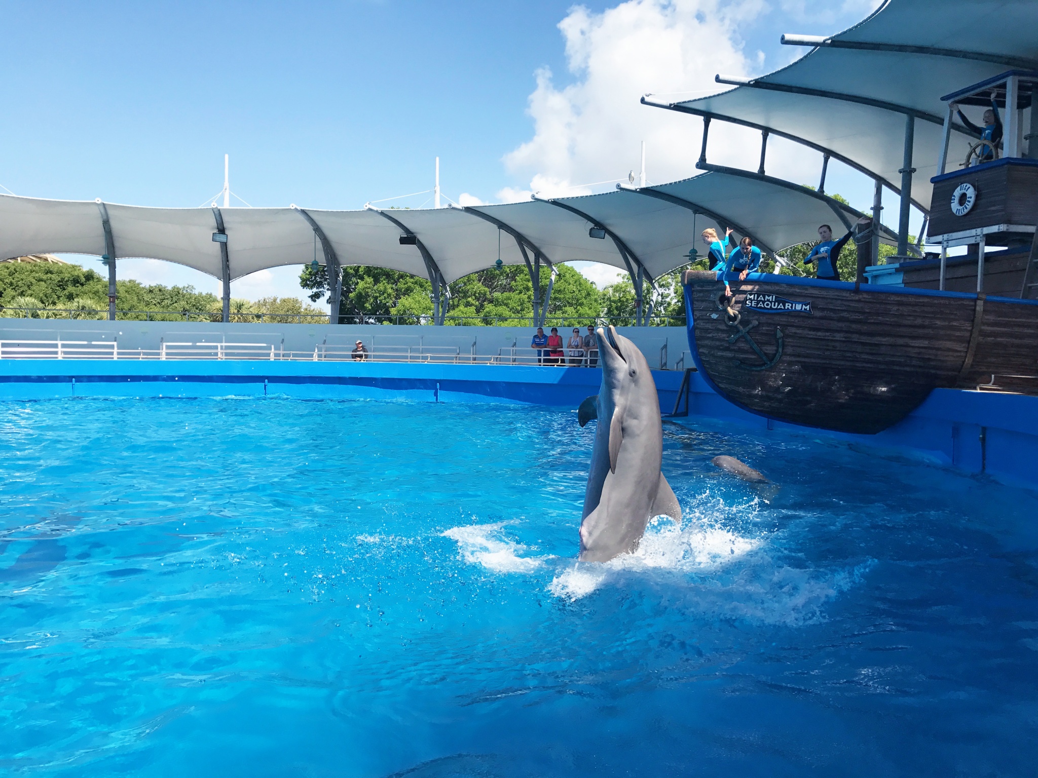 Florida Memory • Flipper performing at Miami Seaquarium.