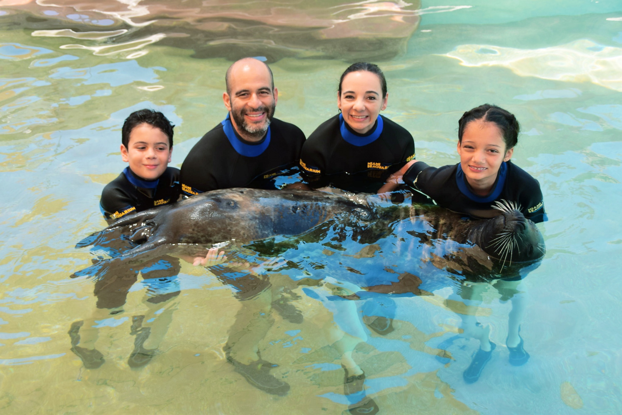 swimming with seals at the Miami Seaquarium