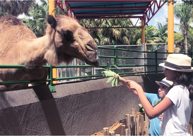 Feeding camels at zoo Miami