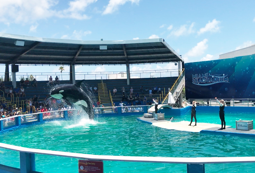 Swim with Dolphins, Seals & Fish - Miami Seaquarium