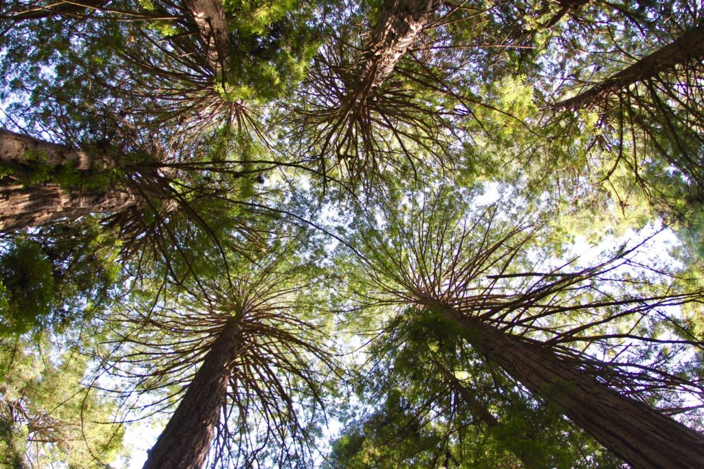 Muir woods coastal redwoods