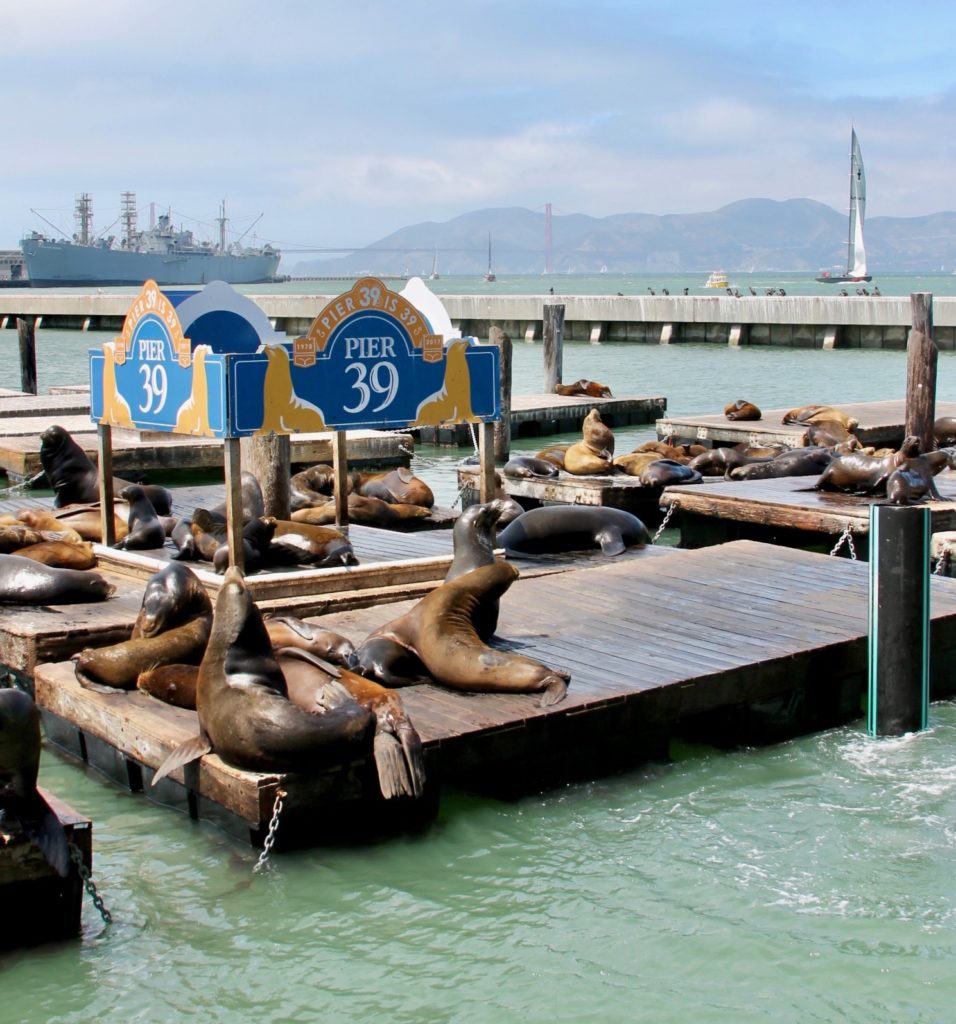 San Francisco Pier 39 sea lions