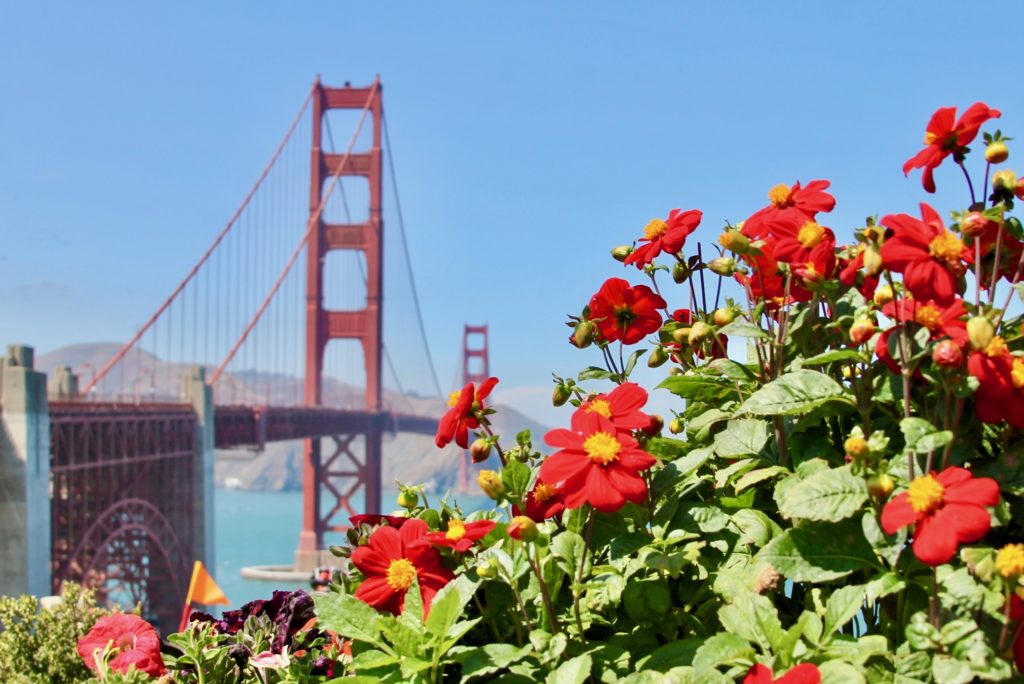 The Golden Gate Bridge with flowers in the foreground