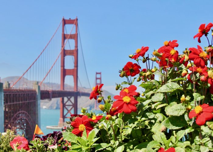 The Golden Gate Bridge with flowers in the foreground